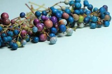 Variegated porcelain berry for sale  Massillon
