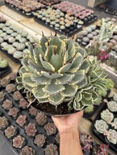 Agave kissho kan for sale  San Diego