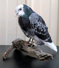 homing pigeon racing for sale  Grand Junction