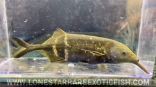 Peters elephantnose gnathonemu for sale  Livingston