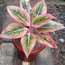 Aglaonema Lotus Delight folhas muito bonitas fitossanitárias sem comprar usado  Enviando para Brazil
