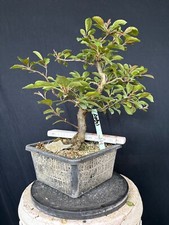 Roter zierapfel bonsai gebraucht kaufen  Wettstetten