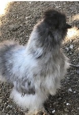 Silkie fertile hatching for sale  Modesto