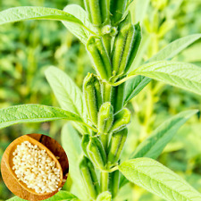White sesame seeds d'occasion  Expédié en Belgium
