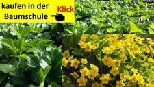 Waldsteinia ternata golderdbee gebraucht kaufen  Saterland