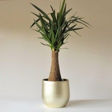 Large yucca maya for sale  SOUTHAMPTON