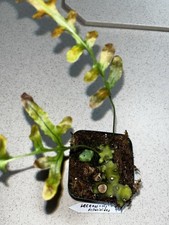 Lecanopteris deparioides rare for sale  Eustis