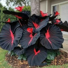 Black caladium flowers for sale  Shipping to United States