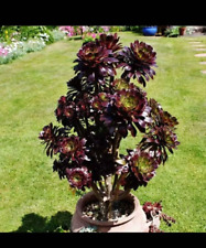 Aeonium zwartkop black for sale  San Leandro