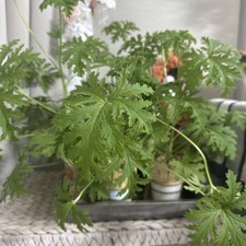 Lemon scented geranium for sale  PETERBOROUGH