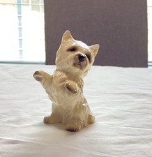 West highland terrier for sale  Leesburg