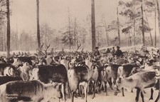 Vintage postcard reindeer for sale  Wapakoneta