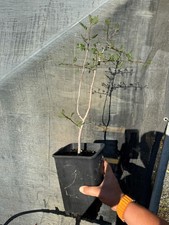 Bursera microphylla large for sale  Oceanside