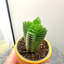 succulent pot for sale succulent pot for sale WALSALL