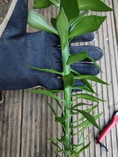 6 sztuk Pereskiopsis Spatulata Var. Gigantea Giant Szczep, używany na sprzedaż  Wysyłka do Poland