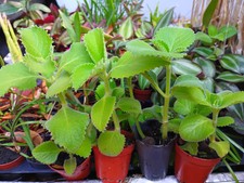 Potted mexican mint for sale  Howey in the Hills