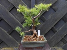 Bonsai larch great for sale  CANNOCK