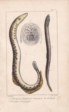 1834 lamprey fish for sale  BIDEFORD