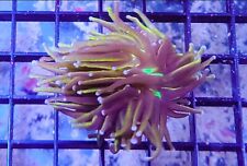 Indo gold torch for sale  Oceanside