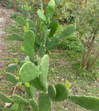 Large organic cactus for sale  West Palm Beach