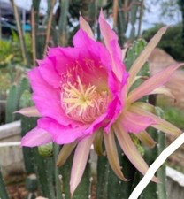 Harissia jusbertii hybrid d'occasion  France