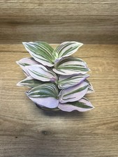 Tradescantia nanouk rooted for sale  EXMOUTH