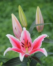 Oriental tasman tree for sale  WOLVERHAMPTON
