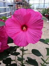 Hibiscus mos hot gebraucht kaufen  Wuppertal