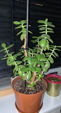 Money tree jade for sale  BRIDGWATER