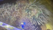 Green purple doreensis for sale  SWINDON