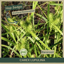 Carex lupulina hop for sale  Portville