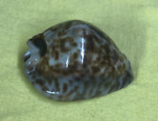 Cypraea stercoraria 53mm for sale  Niceville