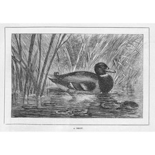 Duck shooting decoy for sale  GLASGOW
