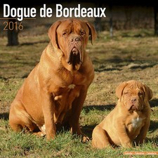 Calendrier 2016 dogue d'occasion  Troyes