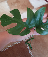 Ableger monstera minima gebraucht kaufen  Telgte