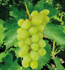 Vigne italia pot d'occasion  Luzech