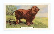Sussex spaniel 1938 for sale  COLEFORD