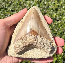 Indonesian megalodon tooth for sale  Coppell