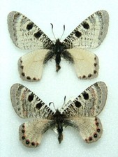 Pair false apollo for sale  FOLKESTONE
