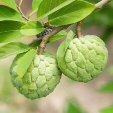 tall apple trees for sale tall apple trees for sale Azusa