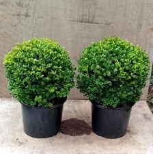 Pair ilex crenata for sale  BECCLES
