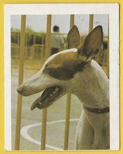 Dogs spanish trade for sale  WREXHAM
