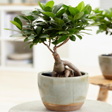 Ficus ginseng indoor for sale  UK
