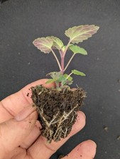 Small individual catnip for sale  LONDONDERRY