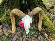 Texas mouflon sheep for sale  Signal Mountain