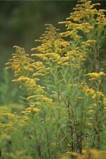 Goldenrod plants bare for sale  Tazewell
