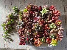 Beautiful colorful healthy for sale  Manteca