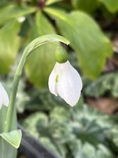 Galanthus blobby elwesii for sale  LEICESTER