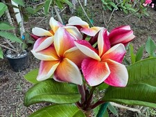Plumeria exotic unrooted for sale  Loxahatchee