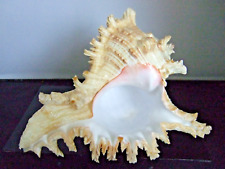 Large conch shell for sale  DURHAM